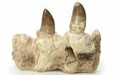 Mosasaur Jaw Section with Two Teeth - Morocco #220673-5
